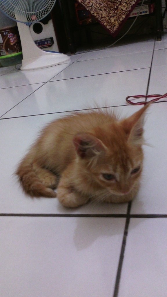 HasibuaThanza's tweet photo. Anggora mix lokal,umr 1 setengah bln luncah,lucu,bulu tebal,lokasi jakbar Cp WA 087883934988 @HibahMeong https://t.co/FwspHeyuJX