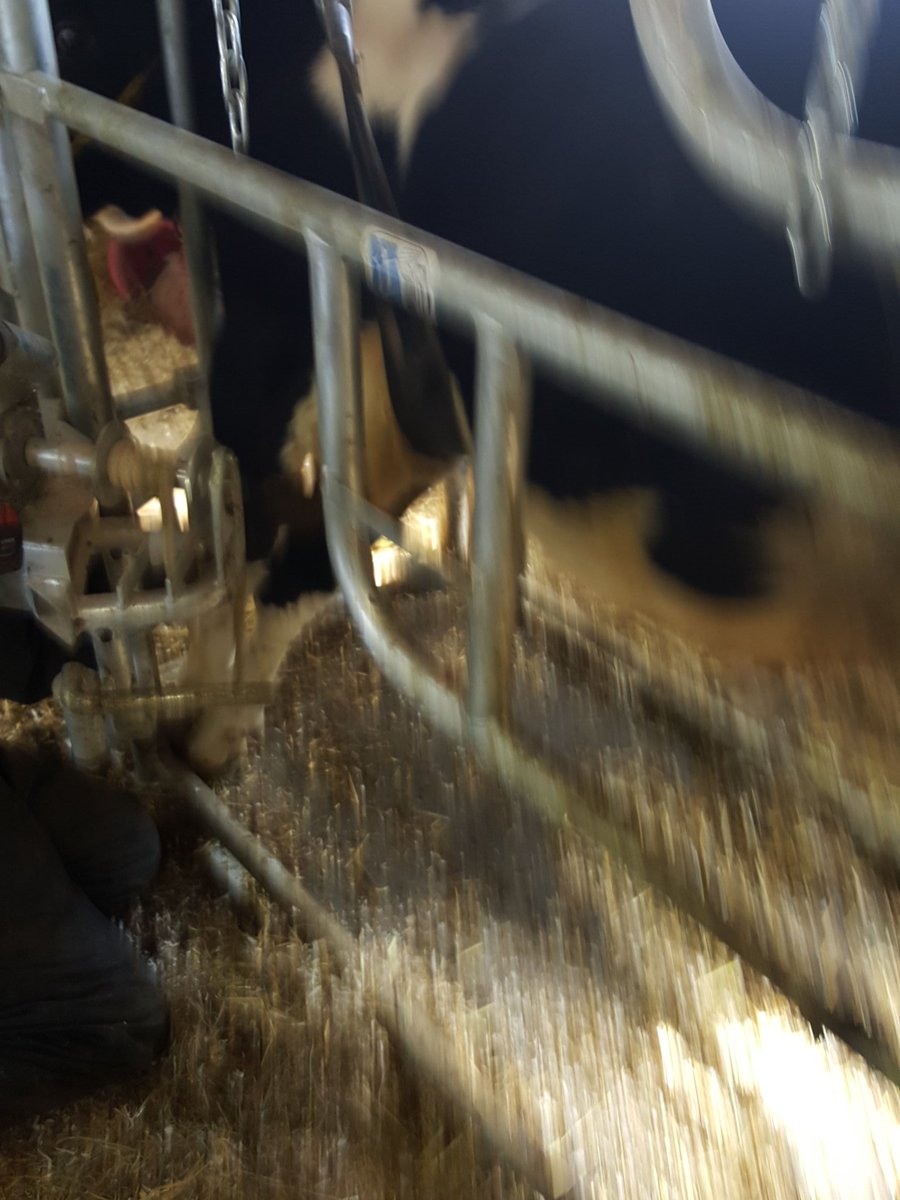 JustinRDMV's tweet photo. Parage préventif : les taures à la saillie et les vaches taries sont les plus importantes à faire. #cotemonparage https://t.co/rMGTdSBbzj