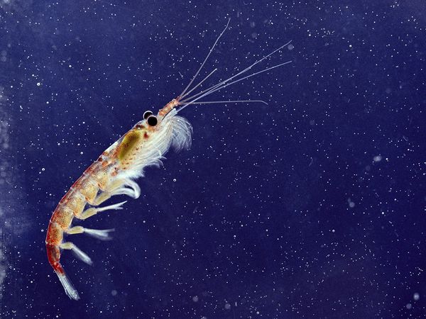 BioCosillas's tweet photo. Aunque el #krill solo llega a medir unos pocos centímetros, constituye un elemento importante de la cadena trófica https://t.co/nUWauuB3q5