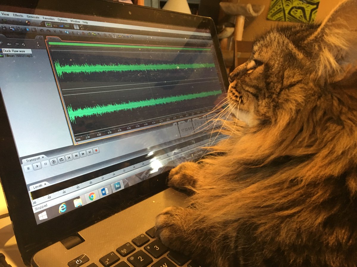 DetSandra's tweet photo. We have a new audio editor at @wdet...#radiocats #petsthatwork https://t.co/7m5nSqnxwr