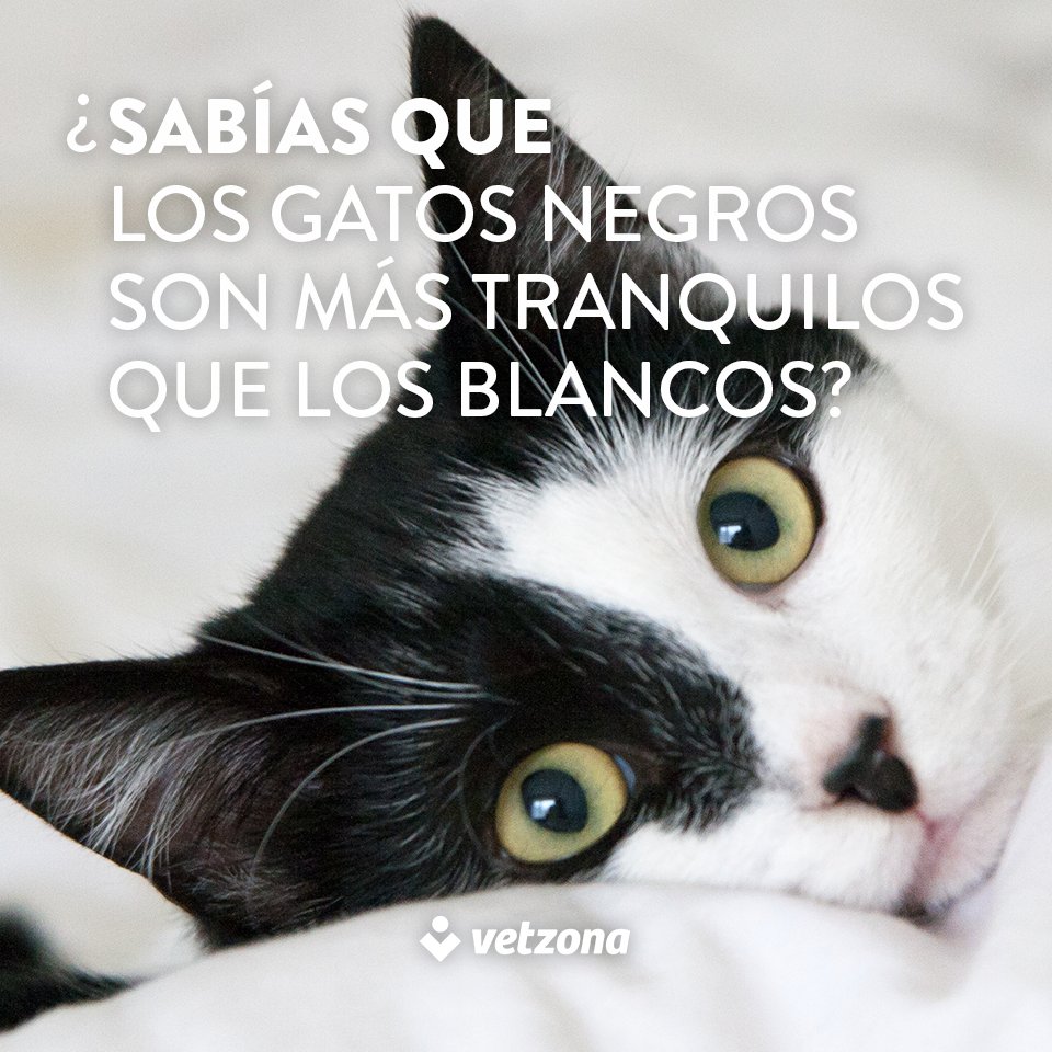 vetzona's tweet photo. ¿Tienes un gato de color negro o blanco? ¡El color marca la tranquilidad de los gatos! #curiosidadvetzona https://t.co/7ArwmANtEf