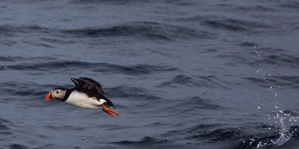 Skye Puffins Whales tweet media