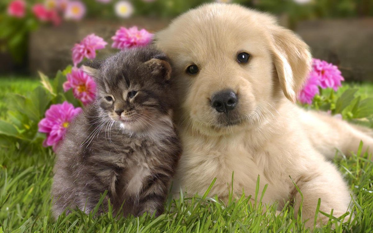 CutePets0's tweet photo. I used to #love #dogs until I discovered #cats. 
#Nafisa_Joseph https://t.co/Xf3NhqmYvs