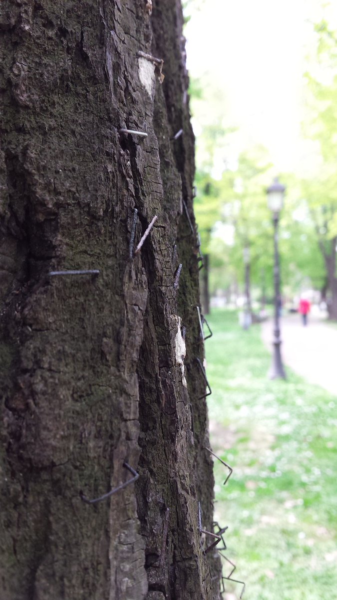 zaheftano drvo, još jedan lep srpski običaj