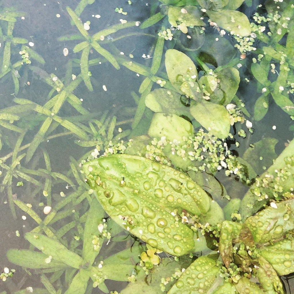 We may not be huge fans of the rain but the plants on our farm are loving these April showers! #rainy #flourishing