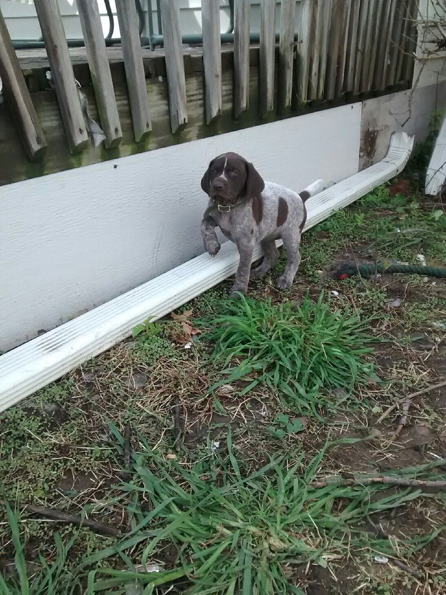 SemmelOF's tweet image. 13 days until we bring Kaia home! 😊