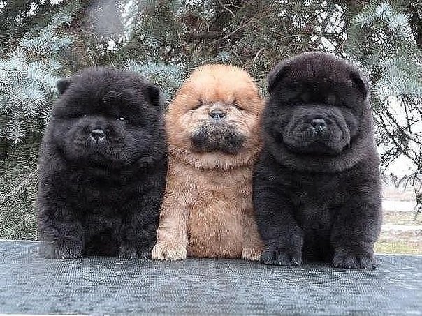 great_shot8's tweet photo. Три богатыря https://t.co/vV91TWTfxE