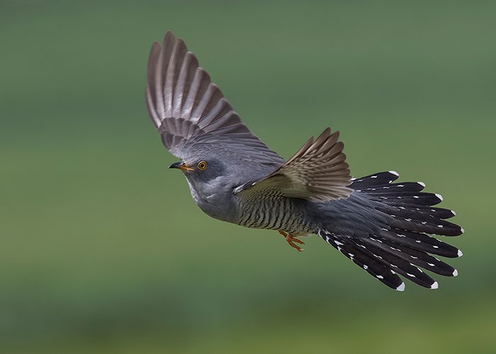 Cuckoos are inbound folks, so don't forget to let <a href="/_bto/">BTO</a> know when you hear one, use #HeardaCuckoo