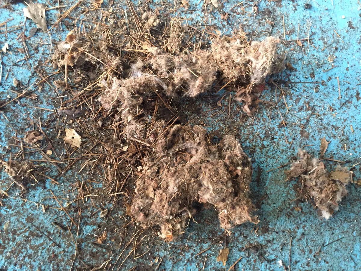 MusclecarsMikes's tweet photo. Our 1953 DeSoto on the ramp for re-commissioning, check out the nest we found in the fly wheel cover! #Rolandtherat https://t.co/cjmqcHOWLc
