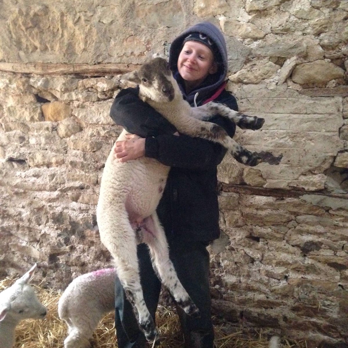 molly_feth's tweet photo. @lamlacvolac "look what lamlac can do for ewe" #monsterlamb #lamlacphotocomp https://t.co/gTE9RZK4Mi