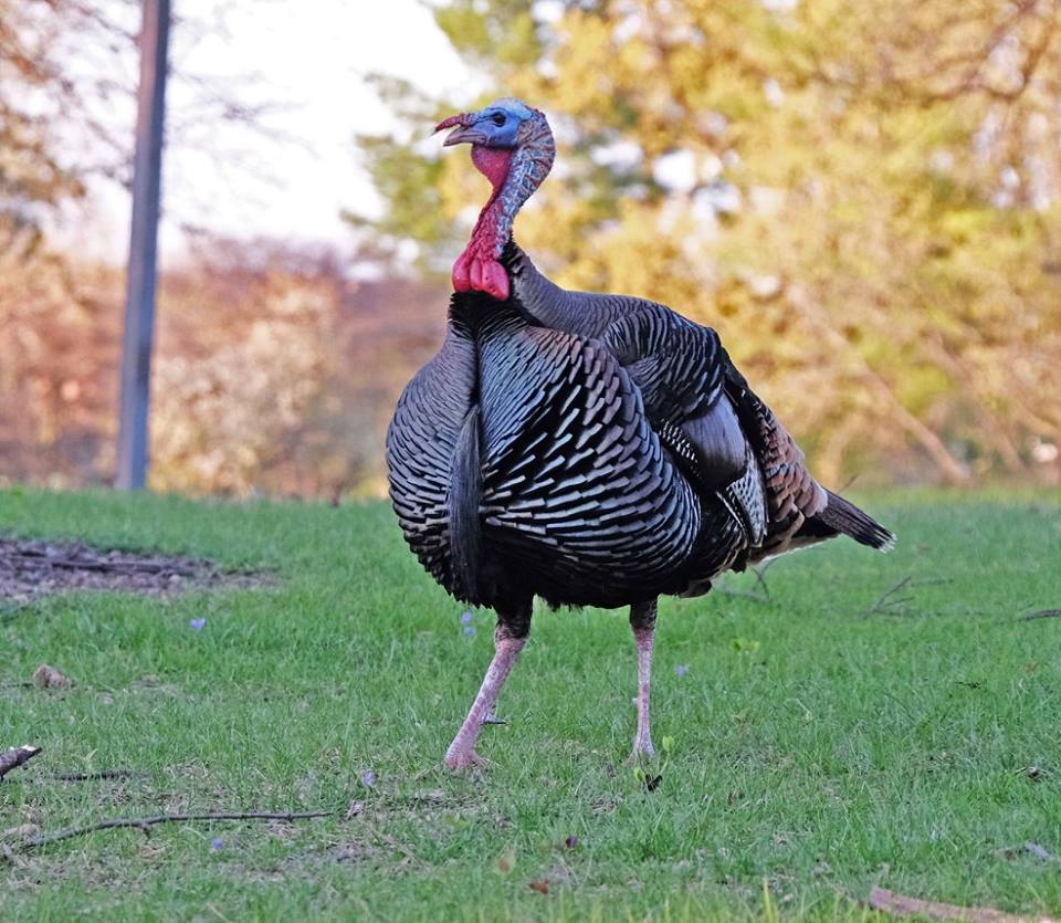 umsl's tweet photo. Hey, turkeys need degrees too. #UMSLfamous #CampusLife #TurkeysChooseUMSL https://t.co/34T4VKsXKt