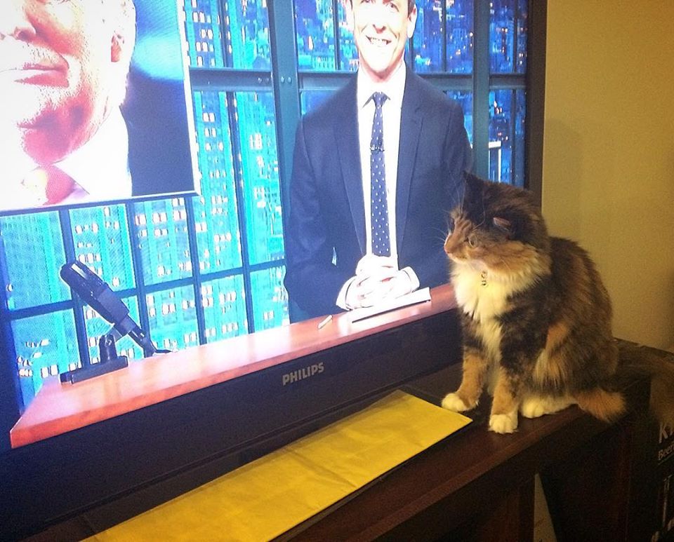 YankeesEm's tweet photo. @LateNightSeth our cat, Effa, is a big fan of u - she tries to knock your pencil off your desk every night! https://t.co/DdgbGHyZit