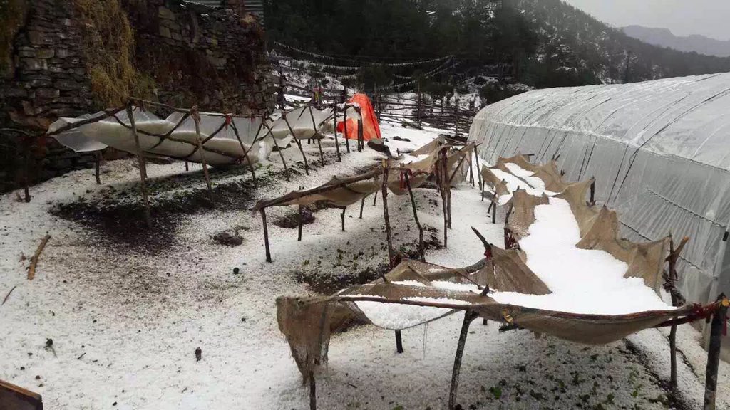 Phajoding's tweet photo. @kuengawangmo heavy snow &amp; hail damaged many of our vegetables recently 😞 https://t.co/BVYMRtc4hf