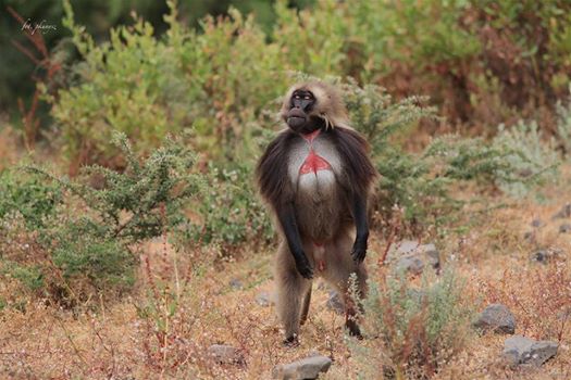 Girumie's tweet photo. Take a little time to enjoy #nature #wildlife #urban parks #conservation #national parks #reseves #birding #Ethiopia https://t.co/cHEP9B4VA9