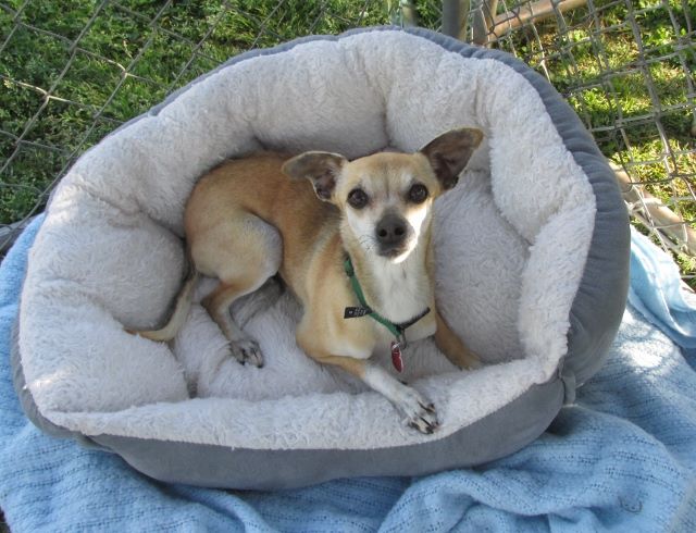 okcpets's tweet photo. This sweet girl is still here! Can you please help by sharing her picture with your friends?  Adopt #okcpets. https://t.co/hnCqV7Y2cO
