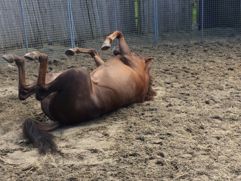 crazyracinguk's tweet photo. Euxton having a roll in the sand today after work with @LarMullaney &amp; @amypud85 nice little filly 🏇 https://t.co/hEBuuo3eeK