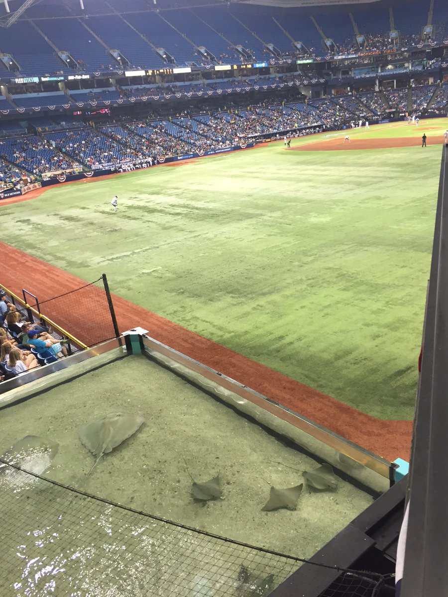 EGreener17's tweet photo. Went to the Rays and Jays game last night in the Orange Juice stadium. Tough loss for the @BlueJays #CanadianSocial https://t.co/ftH8htUDvj