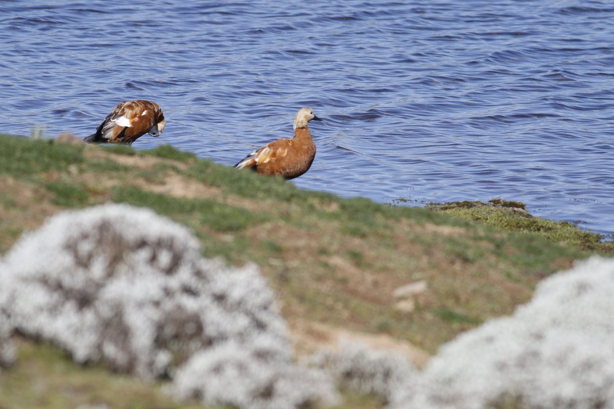 Girumie's tweet photo. Ruddy shelduck #Bale mountains National park #birding #birdlovers #Bird watching # conservation #Ethiopia https://t.co/gxdVKWDgEz