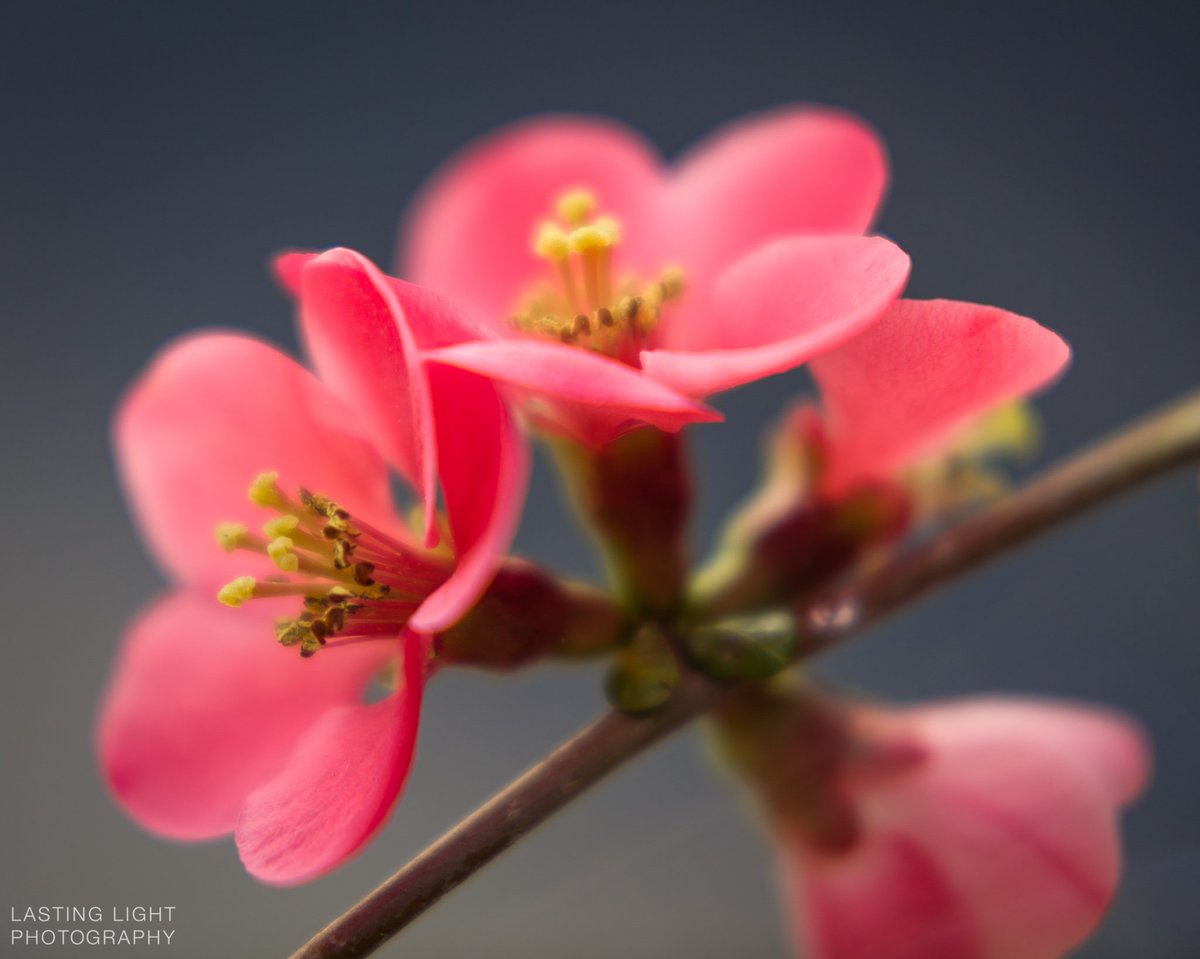 lastinglight's tweet photo. Spring flowers are everywhere in Hood River, so I broke out my macro lens this morning. https://t.co/WqvHZoH8Fl https://t.co/MCTc9ib70P