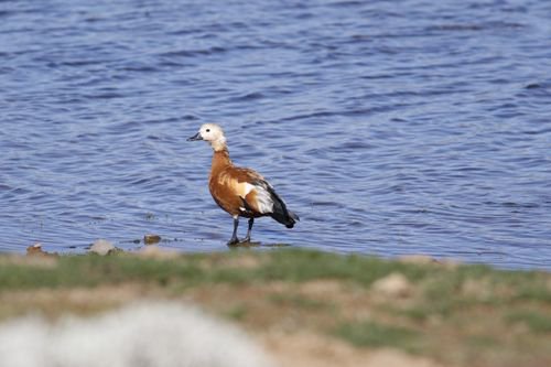Girumie's tweet photo. Ruddy shelduck #Bale mountains National park #birding #birdlovers #Bird watching # conservation #Ethiopia https://t.co/eXVKh5uFj3
