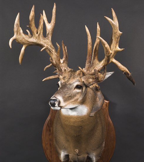 MeadowsOutdoors's tweet photo. RT for typical, Fav for non-typical https://t.co/YAxmRcxS9O