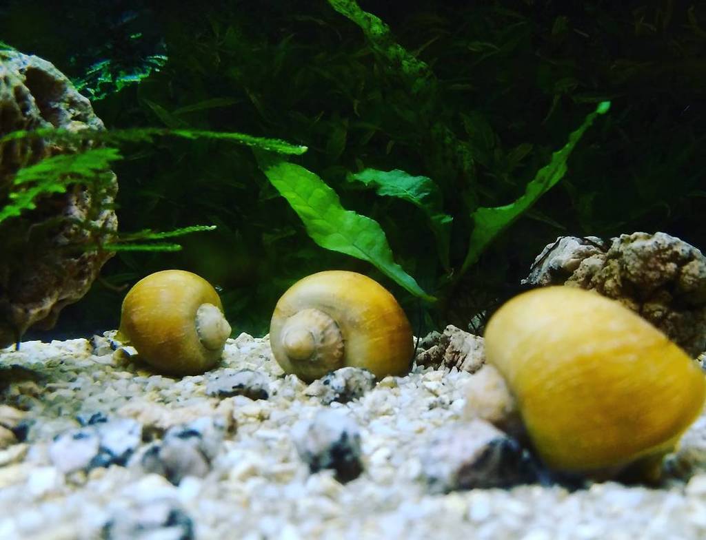 Akvaristan's tweet photo. #akvaristan #aquarium #akvaryum #aquarien #snail #pomaceacanaliculata #javafern #anubiaspetite #aquarium #aquascape… https://t.co/HRwdNHXtt9