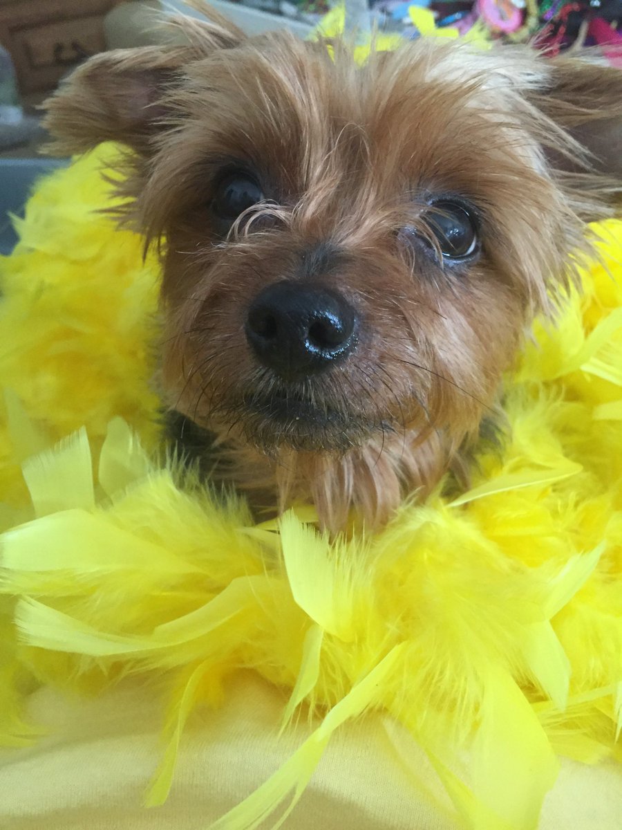 josieMaldonis's tweet photo. My puppy Charlie!!! https://t.co/n6yOdKd6m3