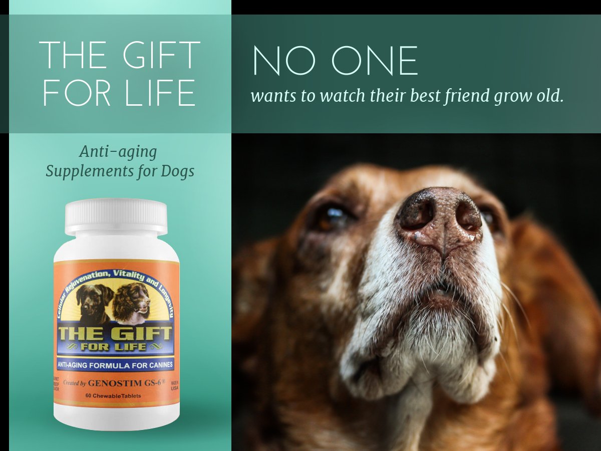 lifelinesupp's tweet photo. Don't watch your best friend grow old! #petcare #doghealth #seniordogs #agingdogs #seniordoghealth #arthritisindogs https://t.co/sfoJ0Mwc6S