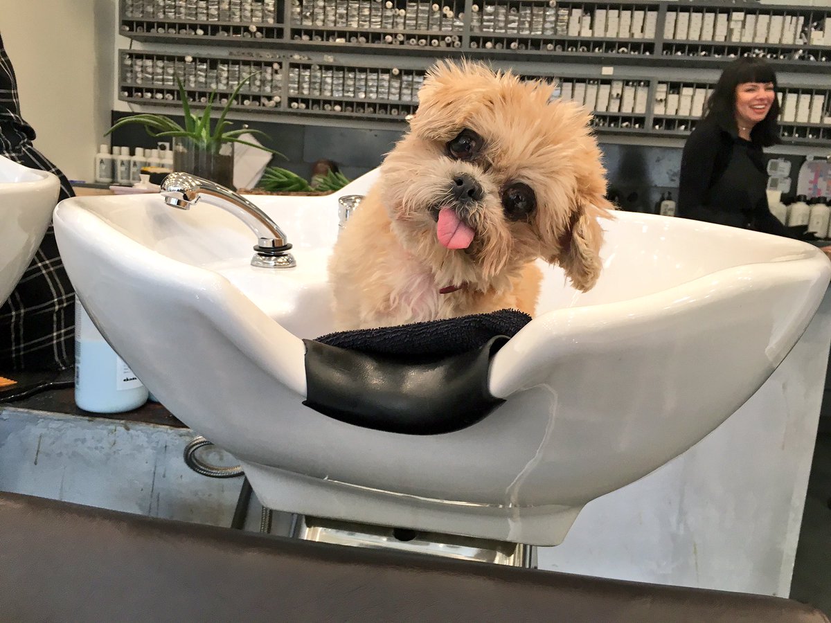 MarnieTheDog's tweet photo. Come sit I wash ur hair https://t.co/MIsodF3n56
