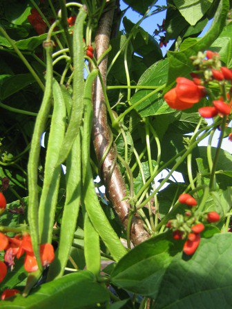 Get ready for sowing with National Beanpole Week, starting this Sunday!