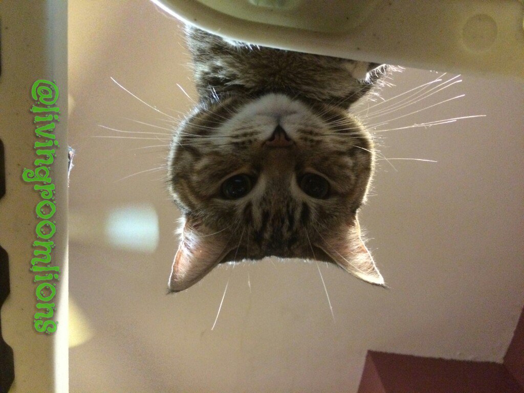 livingroomlions's tweet photo. Whatcha doin? Need a paw? I can lay on something, swat at stuff. Whatever you need. #here4ya #whiskerswednesday https://t.co/0U8ZGkhaXE