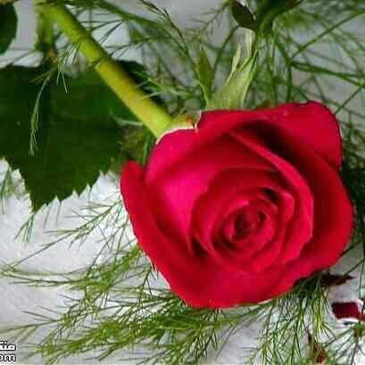 💝دايم اقول الحب  عنوان الانسان
  ماهو بـقصدي حب نظره وعلاقه

الحب نصح عطف اخلاص واحسان
هو تضحيه واجمل مثال الصداقه🌹