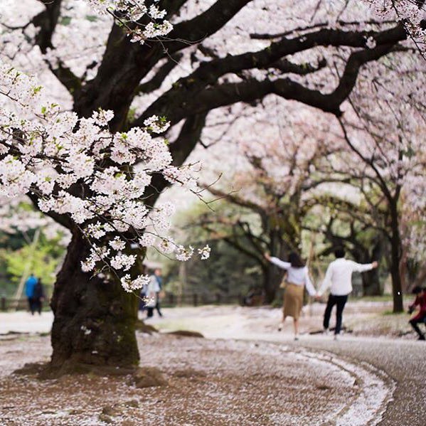 InstaKabukicho's tweet image. My mind is just simply blowing #springintokyo  #tokyo #japan #cherryblossom #sakura #lovej… ift.tt/1N9a689