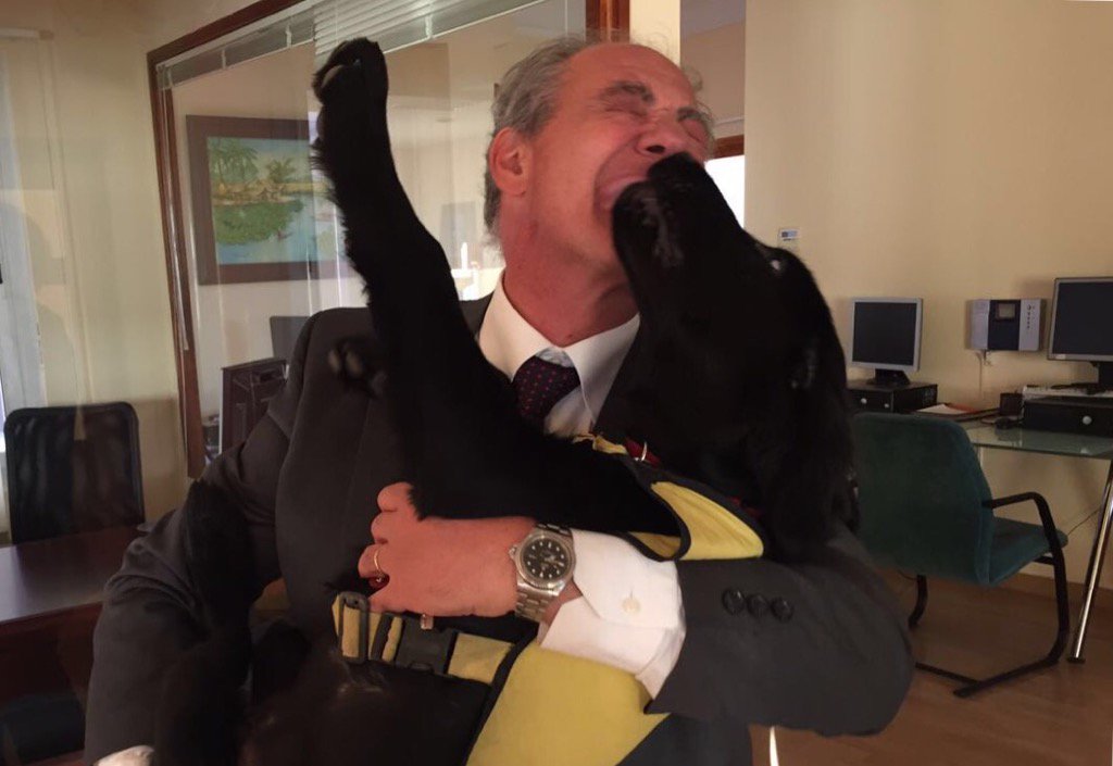 Él es Walden, futuro perro guía en las oficinas de Scholas Madrid 🐶❤️