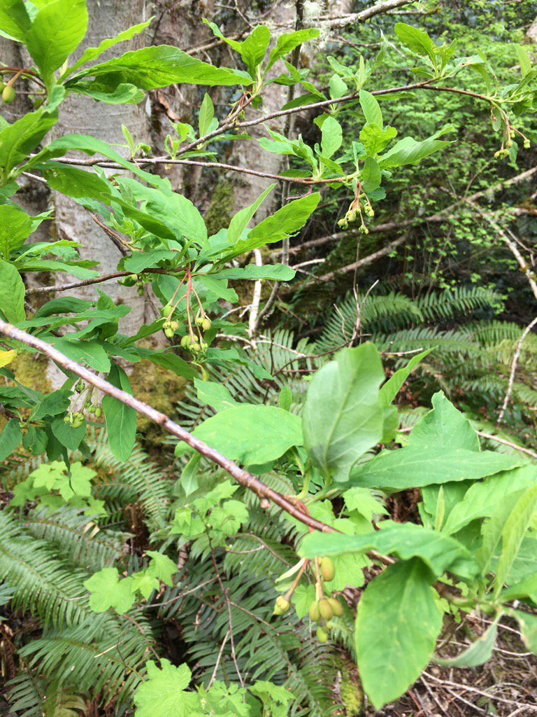 BullisJennifer's tweet image. Oso plums beginning to fruit already! #trailnotes