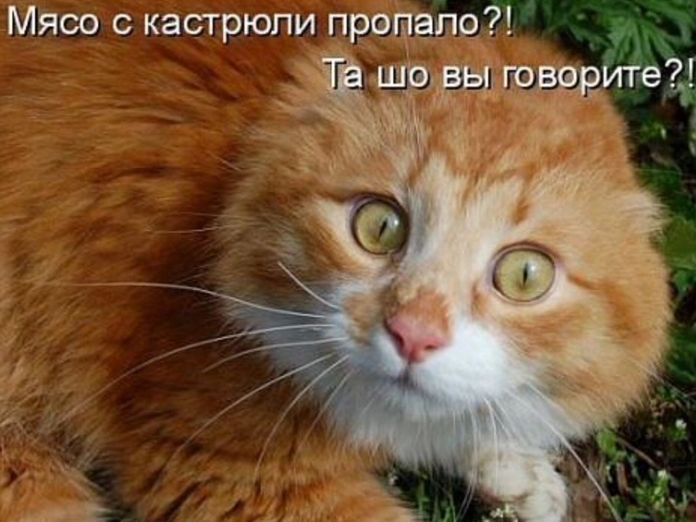 Приколы про рыжих