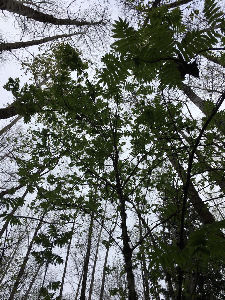 BullisJennifer's tweet image. Mountain ash leafing out. #trailnotes
