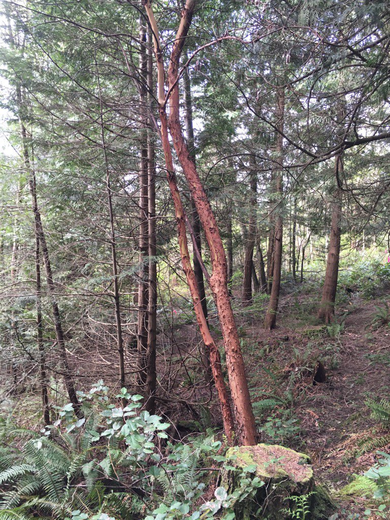 BullisJennifer's tweet image. Meet my friends M1 and M2. They are the only madronas in this whole forest of cedar and fir! #trailnotes