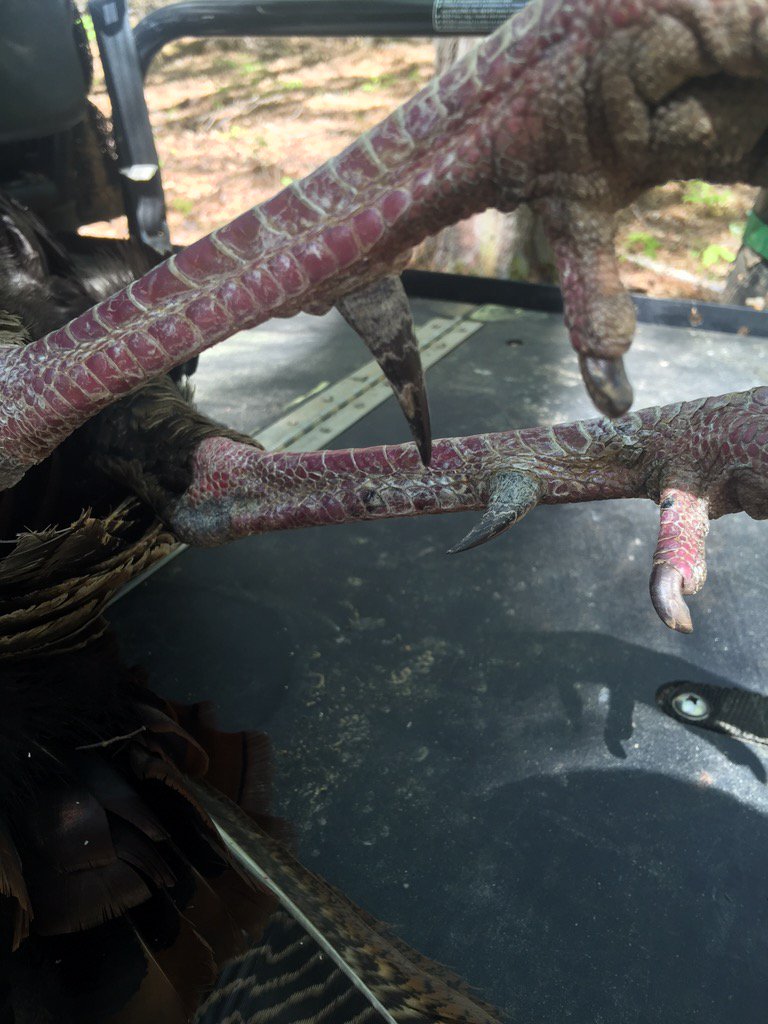 Grandaddy Longspurs took the road to glory! Thanks #Realtree #knightandhale <a href="/Hard_Core_Decoy/">Hard Core Brands</a> <a href="/Beretta_USA/">BERETTA USA</a>