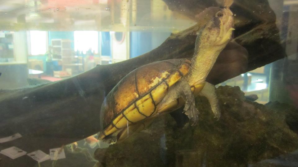 gailbrdnlibrary's tweet photo. Our #Turtle has been nameless for years!  Stop by KidSpace this week to #NameTheTurtle!
#Contest #GBPL #ElginIL https://t.co/tArOjEjB0N