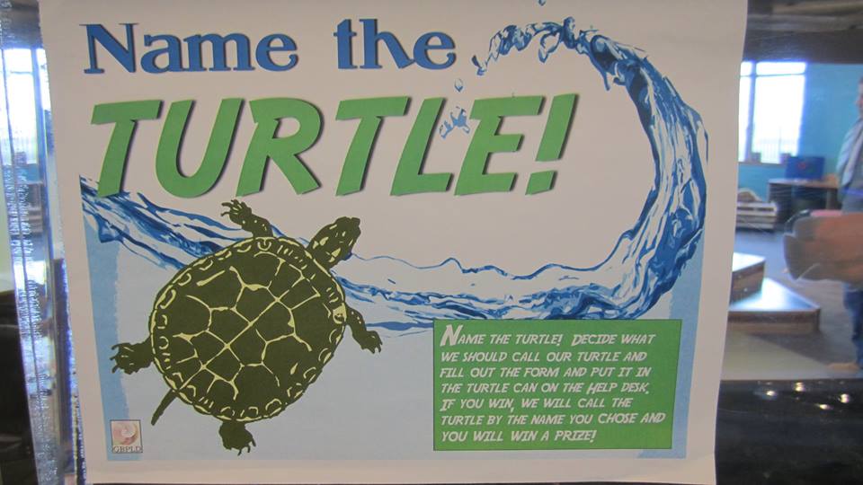 gailbrdnlibrary's tweet photo. Our #Turtle has been nameless for years!  Stop by KidSpace this week to #NameTheTurtle!
#Contest #GBPL #ElginIL https://t.co/tArOjEjB0N