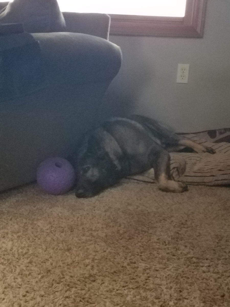 fakeDekeyser65's tweet photo. #DailyDiesel keeping an eye on his ball https://t.co/ozFY0pjURc
