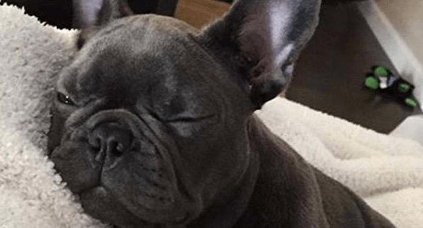 Frenchie Wants Control Over His Bedtime frenchbulldogfanclub.com/frenchie-the-l…