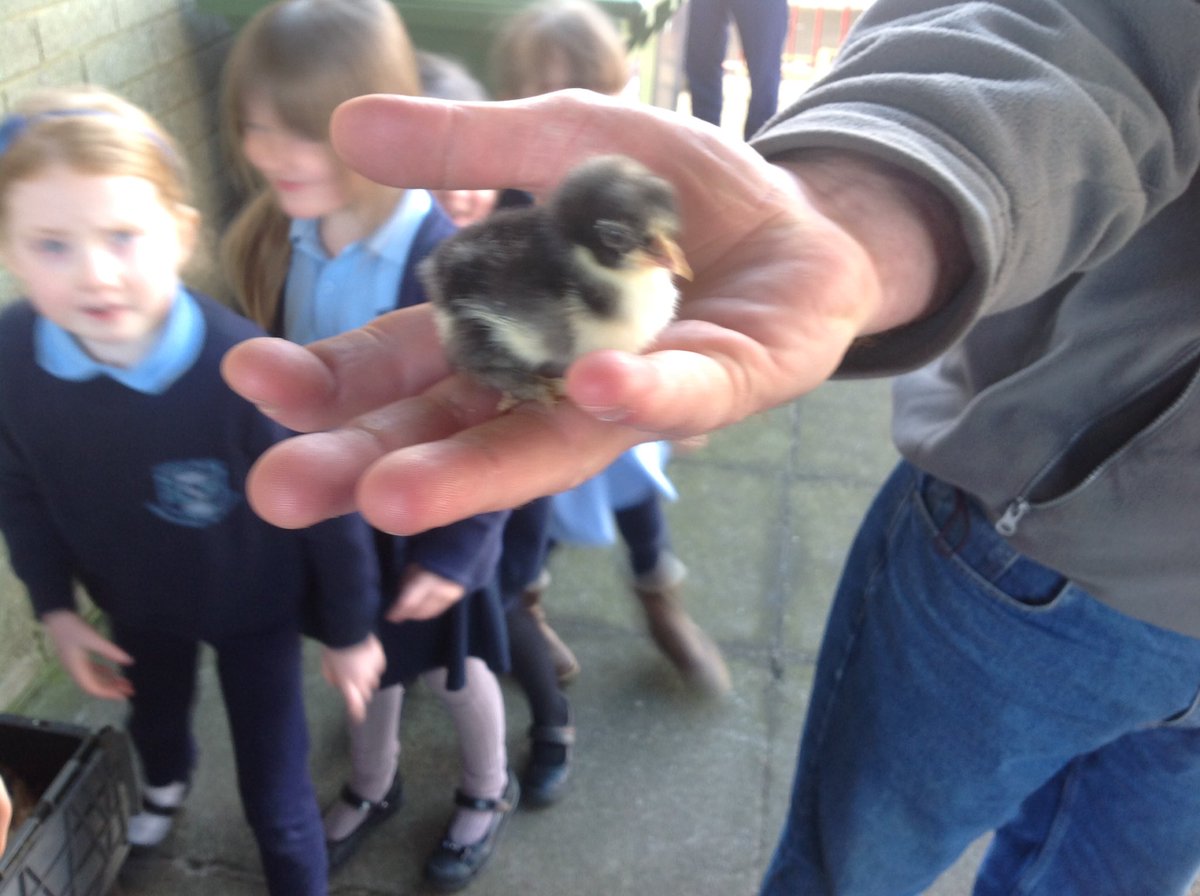 NewRowPS's tweet photo. Very special mum brought her young family to NRPS today
Thanks, Farmer Kevin! Very welcome!
#topchicks #bestschool https://t.co/7h99sdTfDZ