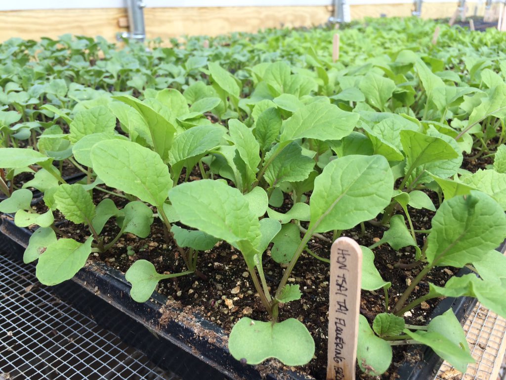 Hon Tsai Tai &amp; Te You: two new heirloom vars of flowering broc  raab for spring, gearing up for transplant