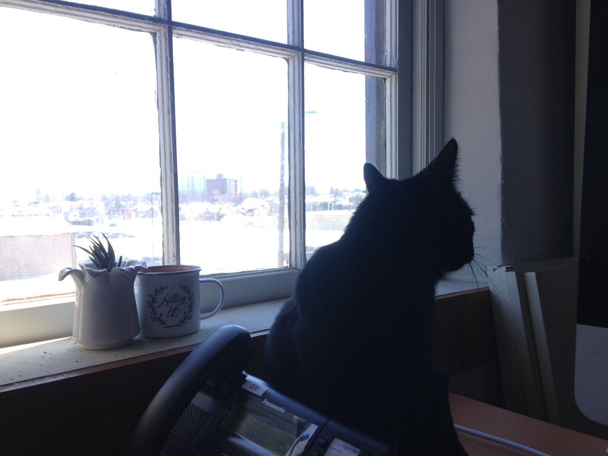 AlternativesJ's tweet photo. Our new home has officially been approved by our office cat! https://t.co/SGTZIGmL0O