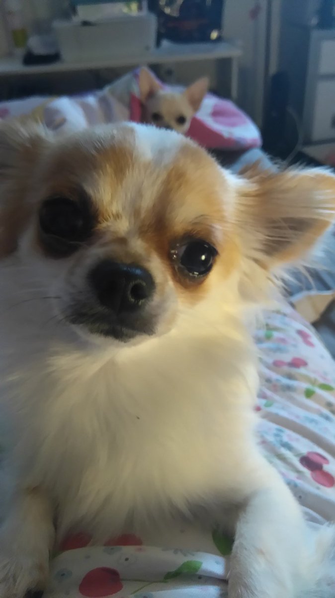 <a href="/APietryka/">AN Pietryś</a> Bonne nuit Anna un coucou de mon amour de chien 🐶 😂😂