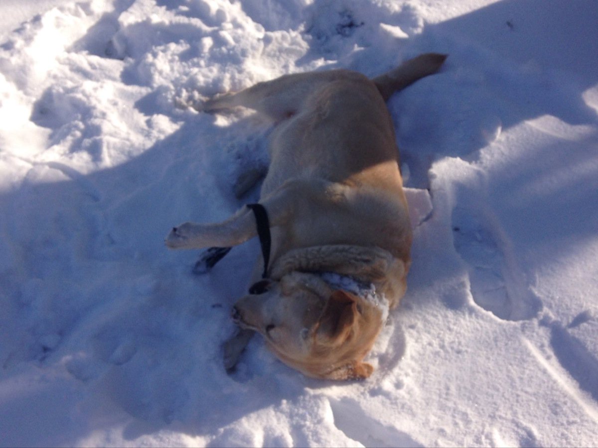_ChantalCabrera's tweet photo. At least somebody's enjoying the "winter" wonderland 😜🐶. #Harlow https://t.co/wJZSdSVCDz