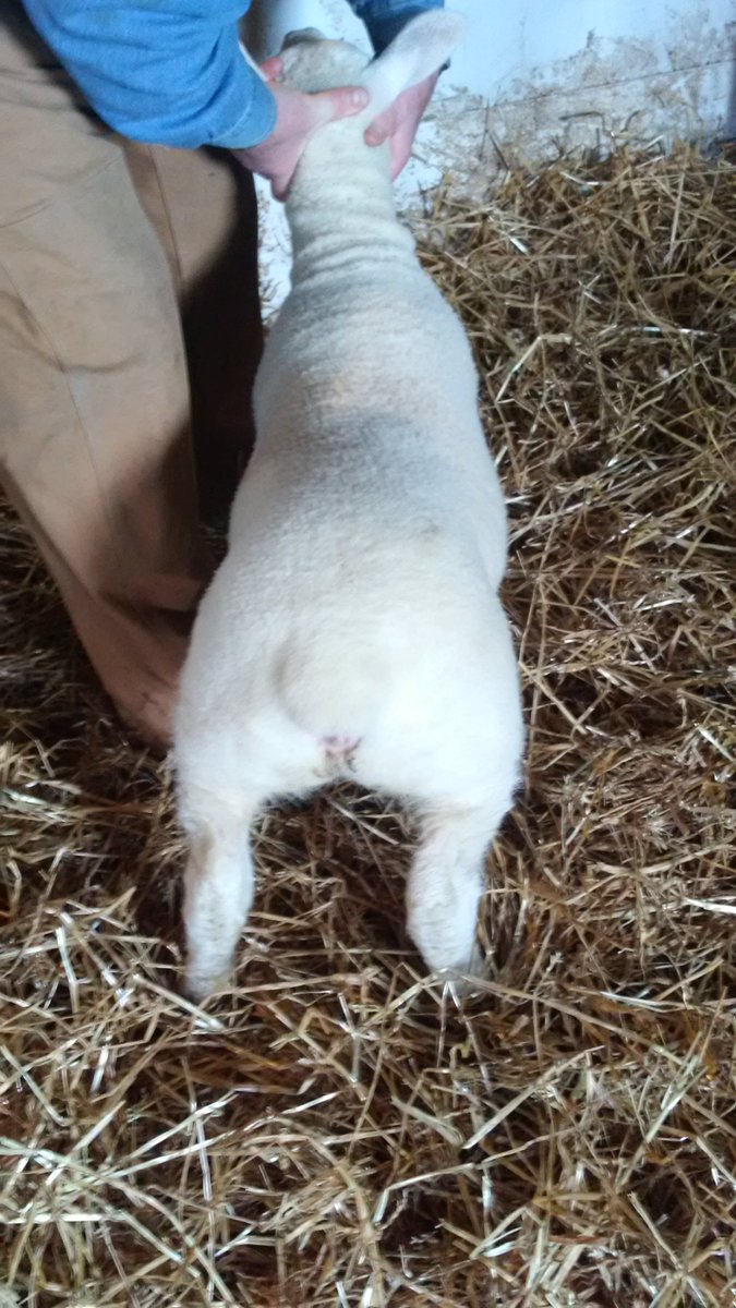 Brien Sheep tweet media