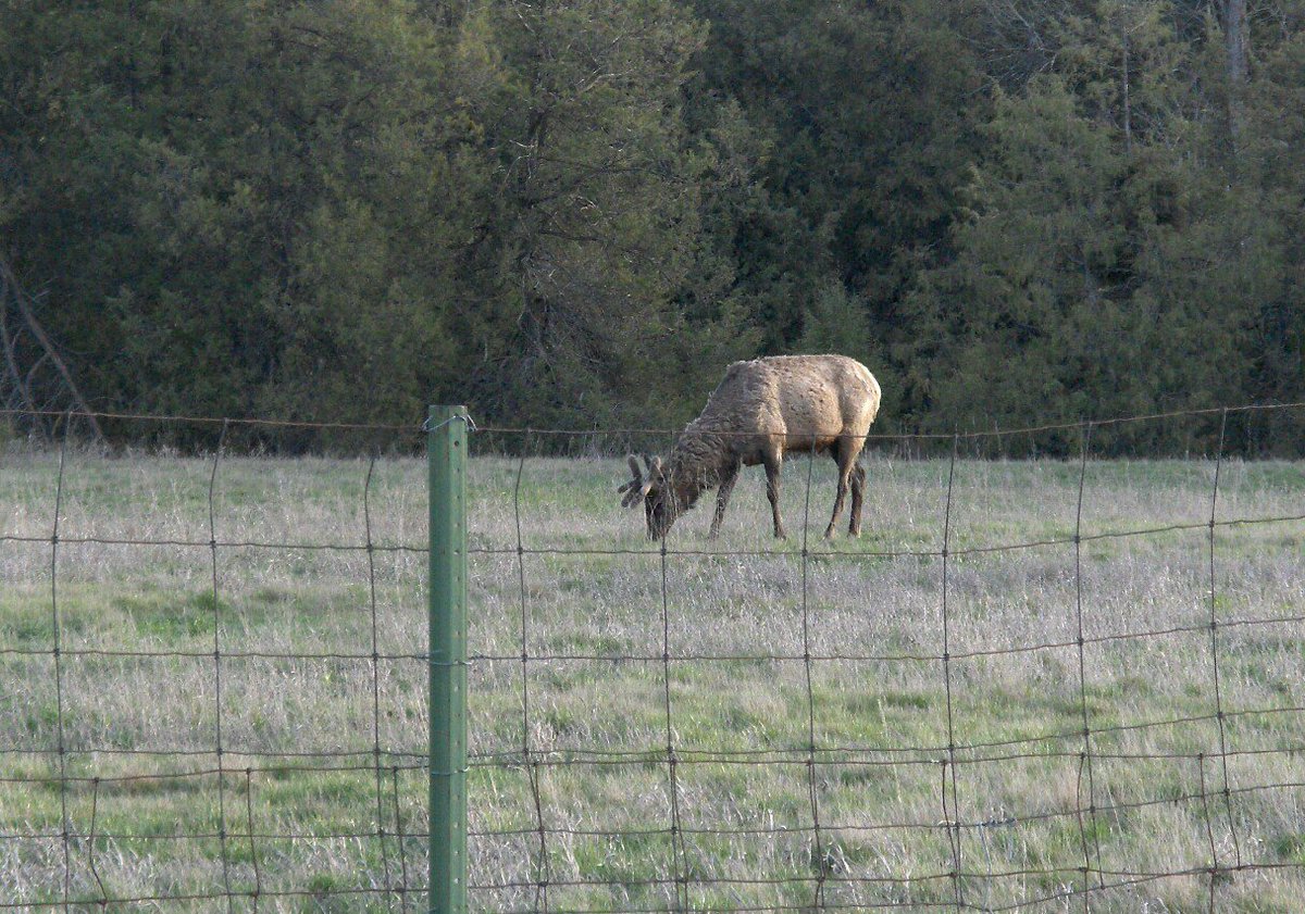 DogsareLoyal1s's tweet photo. @weareontoyou @URnvrwrong #Montana #National_Bison_Range #Moiese @kc7rvr 
#Gods_Country RIP Merle Haggard https://t.co/AmLQJFWSX7